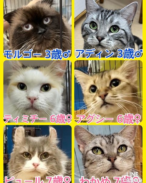 🐾今日の里親様募集中ニャンコ🐱メンバーです🐾2022,10,1【保護犬カフェ天神橋店】